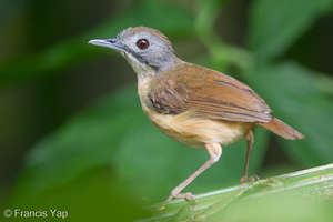 Mourning Babbler-110917-105EOS1D-FYAP1821-W.jpg