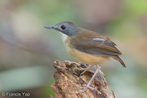 Mourning Babbler-120330-110EOS1D-FYAP2514-W.jpg