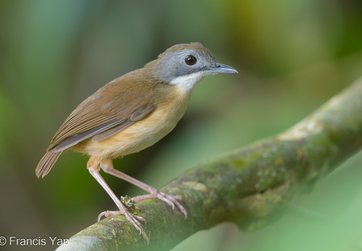 Mourning Babbler