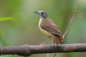 Mourning Babbler-210613-114MSDCF-FRY00090-W.jpg