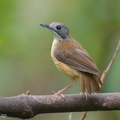 Mourning_Babbler-210613-114MSDCF-FRY00090-W.jpg