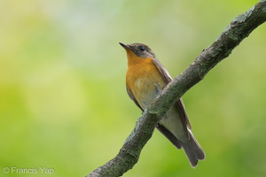 Mugimaki Flycatcher-121123-103EOS1D-FY1X8574-W.jpg