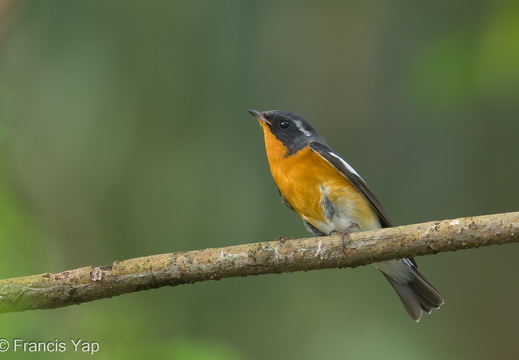 Mugimaki Flycatcher