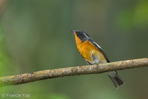 Mugimaki Flycatcher-181126-114ND500-FYP_1316-W.jpg