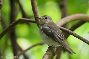 Narcissus Flycatcher-201119-124MSDCF-FYP08964-W.jpg