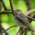 Narcissus_Flycatcher-201119-124MSDCF-FYP08964-W.jpg