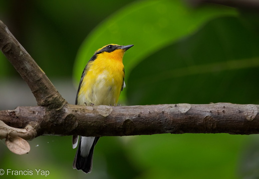 Narcissus Flycatcher