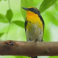 Narcissus_Flycatcher-250325-101FRYAP-FYA01233-W.jpg