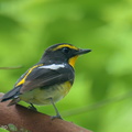 Narcissus_Flycatcher-250325-101FRYAP-FYA02637-W.jpg