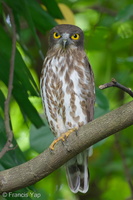 Northern Boobook-251206-141FRYAP-FYA06087-W.jpg