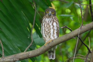 Northern Boobook-251206-141FRYAP-FYA06420-W.jpg