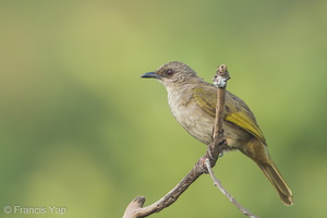 Olive-winged Bulbul-120504-110EOS1D-FYAP9734-W.jpg