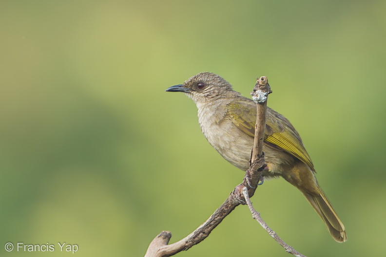 Olive-winged_Bulbul-120504-110EOS1D-FYAP9734-W.jpg