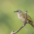 Olive-winged_Bulbul-120504-110EOS1D-FYAP9734-W.jpg