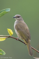 Olive-winged Bulbul-140115-112EOS1D-FY1X8413-W.jpg