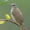 Olive-winged_Bulbul-140115-112EOS1D-FY1X8413-W.jpg