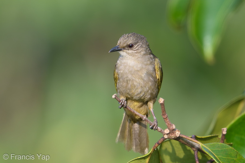 Olive-winged_Bulbul-180725-110ND500-FYP_4467-W.jpg