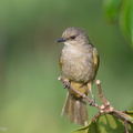 Olive-winged_Bulbul-180725-110ND500-FYP_4467-W.jpg