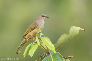 Olive-winged Bulbul-200203-111MSDCF-FYP06216-W.jpg