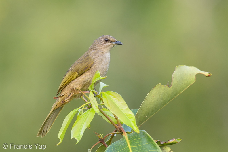 Olive-winged_Bulbul-200203-111MSDCF-FYP06216-W.jpg