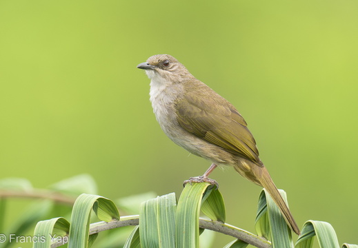 Olive-winged Bulbul