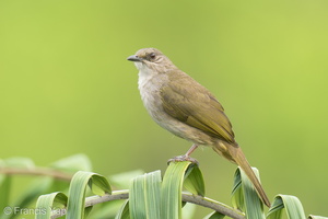 Olive-winged Bulbul-220311-142MSDCF-FRY01097-W.jpg