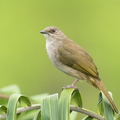 Olive-winged_Bulbul-220311-142MSDCF-FRY01097-W.jpg