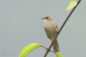 Olive-winged Bulbul-220909-153MSDCF-FYP05122-W.jpg