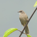 Olive-winged_Bulbul-220909-153MSDCF-FYP05122-W.jpg