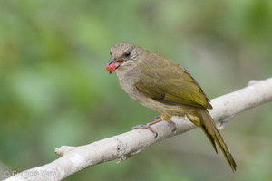 Olive-winged Bulbul-230104-163MSDCF-FYP02672-W.jpg