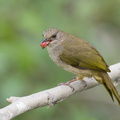 Olive-winged_Bulbul-230104-163MSDCF-FYP02672-W.jpg