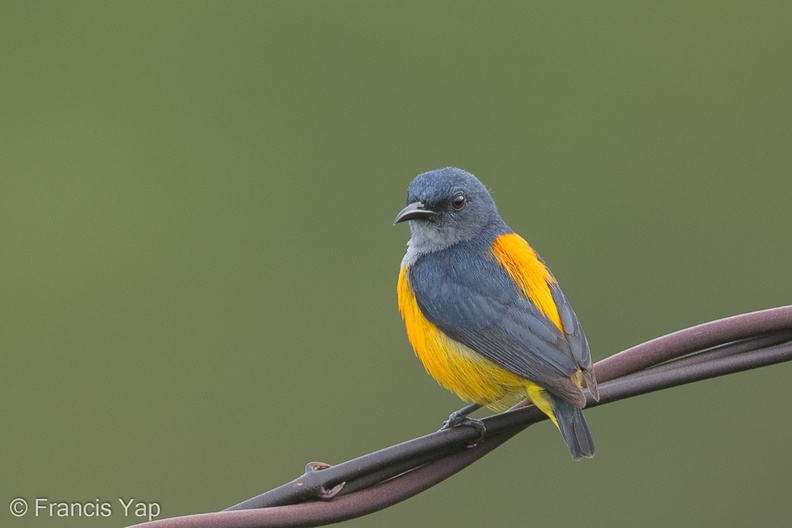 Orange-bellied_Flowerpecker-131226-112EOS1D-FY1X5533-W.jpg