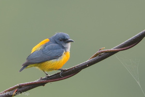 Orange-bellied Flowerpecker-180119-107ND500-FYP_5716-W.jpg