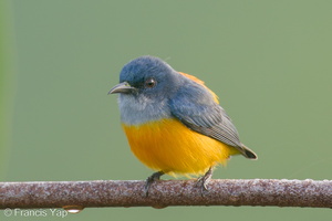 Orange-bellied Flowerpecker-201106-123MSDCF-FYP00206-W.jpg