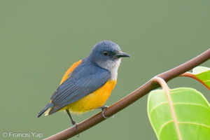 Orange-bellied Flowerpecker-210127-129MSDCF-FYP07261-W.jpg