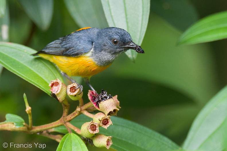 Orange-bellied_Flowerpecker-210524-111MSDCF-FRY01473-W.jpg