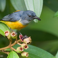 Orange-bellied_Flowerpecker-210524-111MSDCF-FRY01473-W.jpg