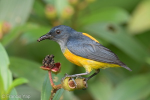 Orange-bellied Flowerpecker-210607-112MSDCF-FRY06843-W.jpg