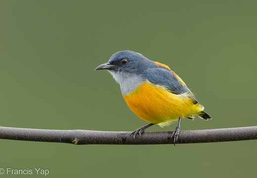 Orange-bellied Flowerpecker