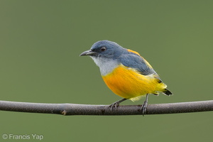 Orange-bellied Flowerpecker-211112-128MSDCF-FRY02488-W.jpg