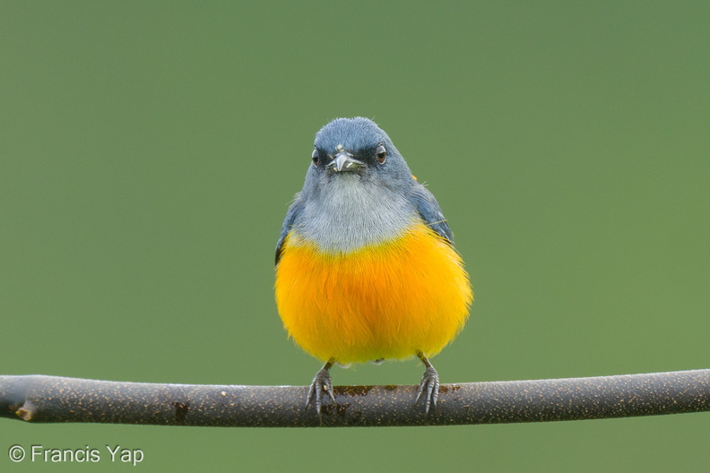 Orange-bellied_Flowerpecker-211112-128MSDCF-FRY02655-W.jpg