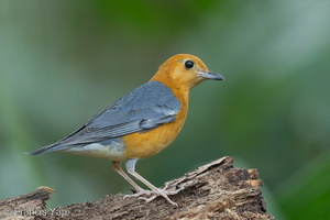 Orange-headed Thrush-150225-120EOS1D-FY1X2223-W.jpg