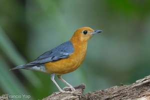 Orange-headed Thrush-150225-120EOS1D-FY1X2372-W.jpg