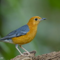 Orange-headed_Thrush-150225-120EOS1D-FY1X2372-W.jpg