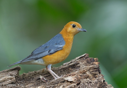 Orange-headed Thrush