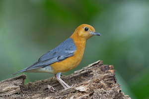 Orange-headed Thrush-150225-120EOS1D-FY1X2612-W.jpg