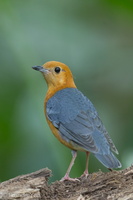 Orange-headed Thrush-150225-120EOS1D-FY1X2719-W.jpg