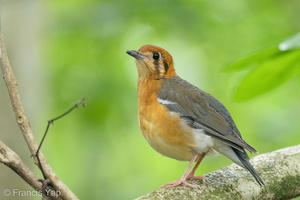 Orange-headed Thrush-200117-110MSDCF-FYP03774-W.jpg