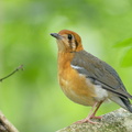 Orange-headed_Thrush-200117-110MSDCF-FYP03774-W.jpg