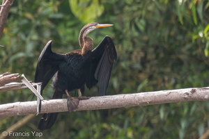 Oriental Darter-140808-100CANON-IMG_4273-W.jpg